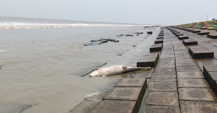 Dead Irrawaddy dolphin washed up on Kuakata beach